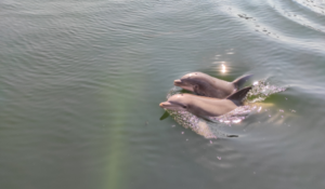 Lire la suite à propos de l’article Le Dolfinarium